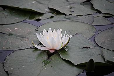 《小丑牌》销量破50万 部分地区下架不影响热度